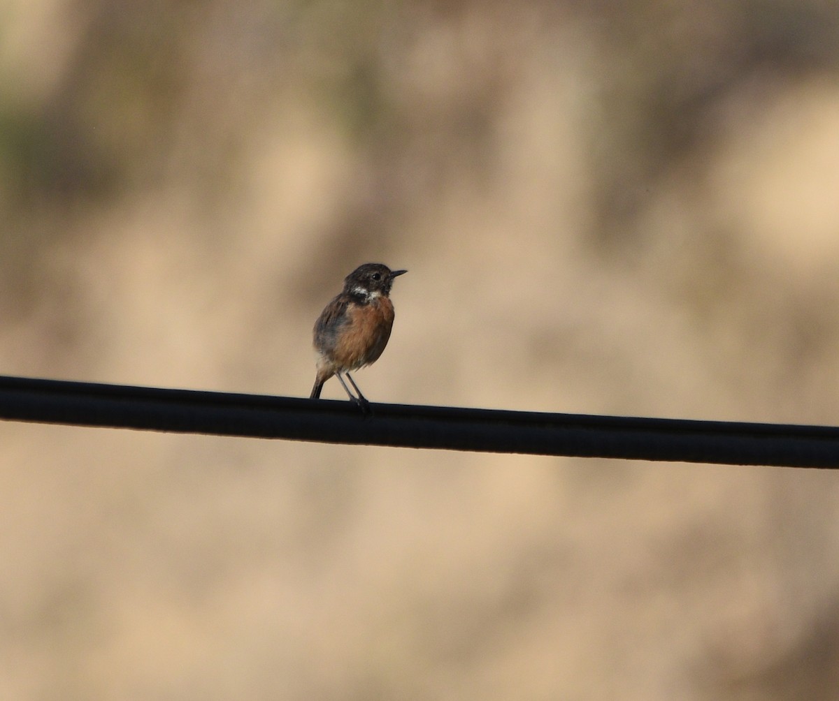 European Stonechat - ML603734841