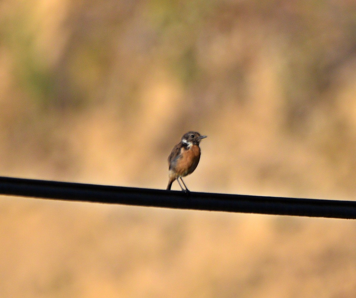 European Stonechat - ML603734851