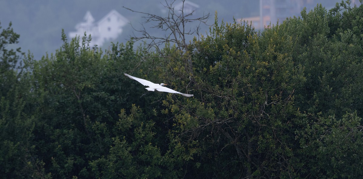 Great Egret (alba) - ML603735481