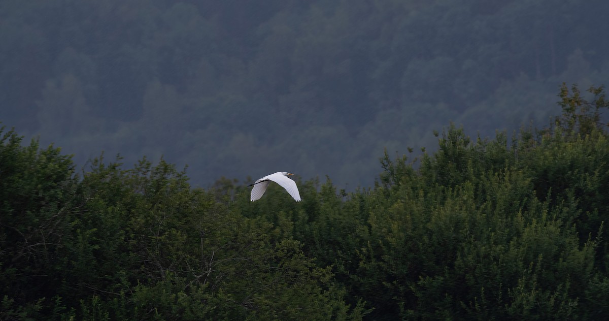 Great Egret (alba) - ML603735491
