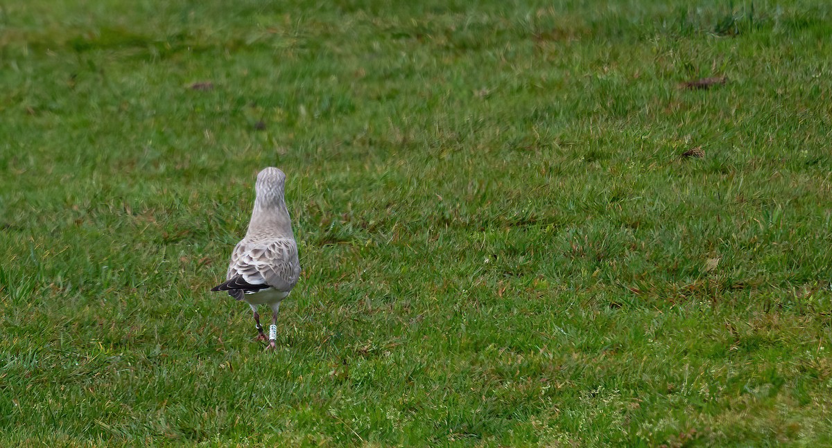 Common Gull (European) - ML603735981