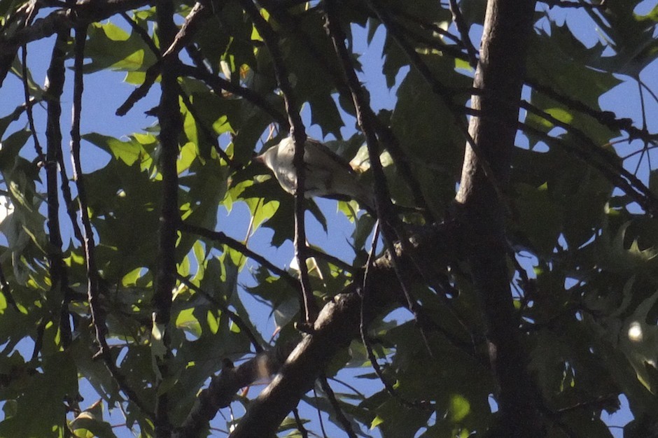 Warbling Vireo - ML60373621