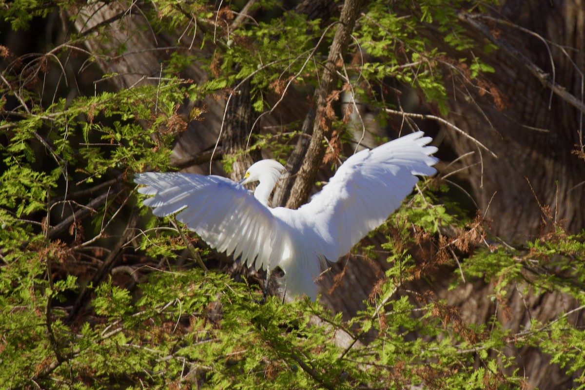 Snowy Egret - Ardell Winters