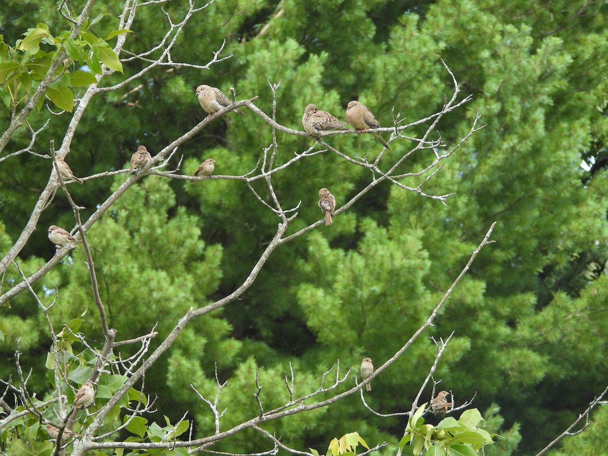 Mourning Dove - ML603737111