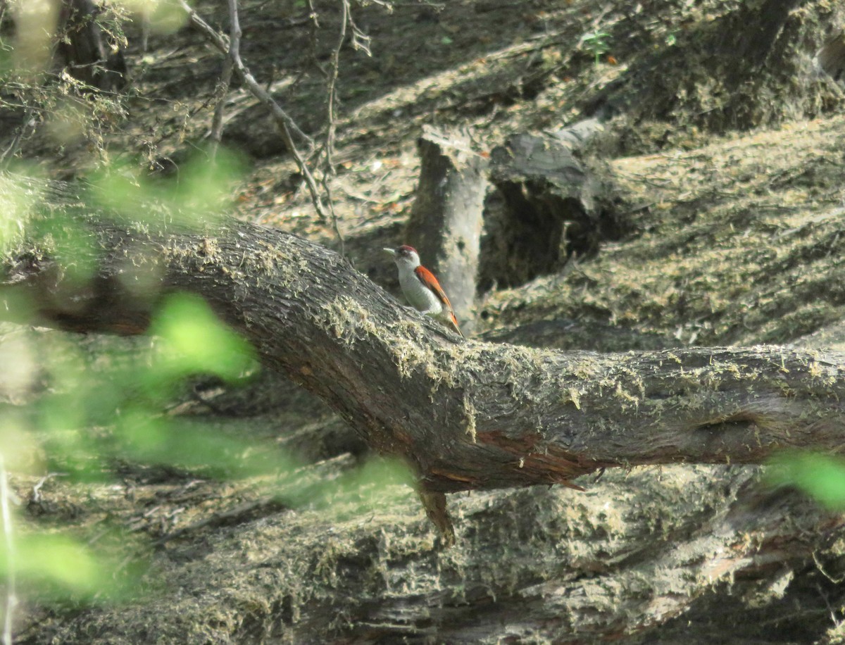Scarlet-backed Woodpecker - ML60373771