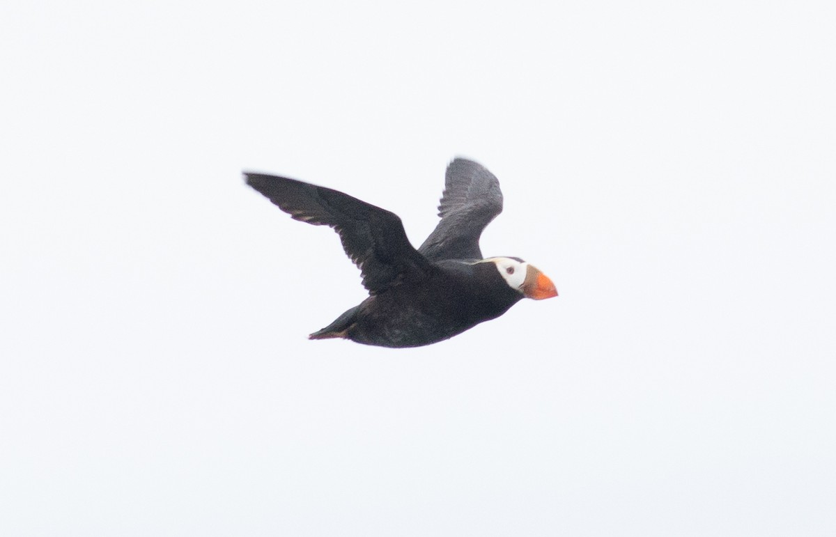 Tufted Puffin - ML603738031