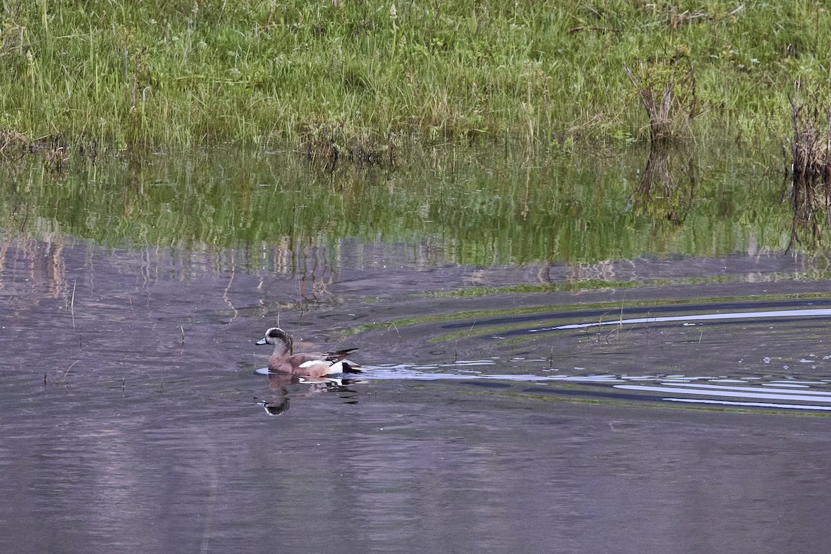 American Wigeon - ML603738331