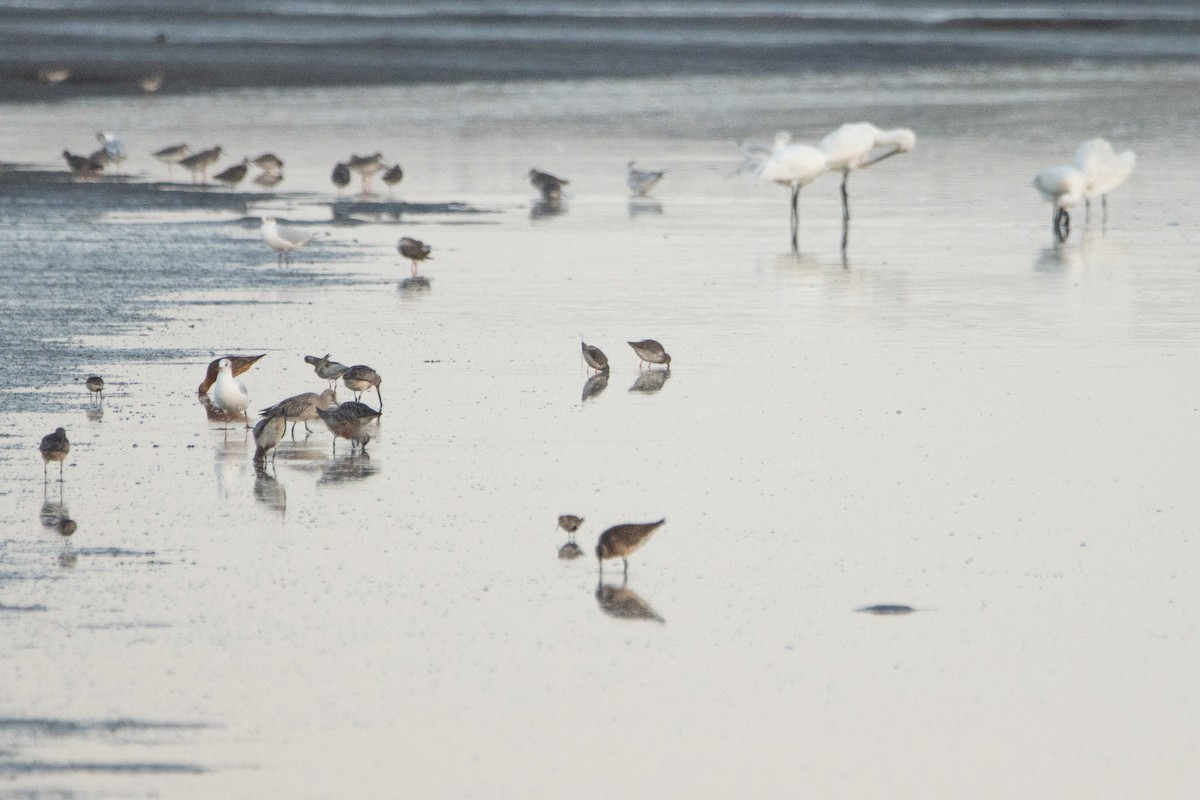 Bar-tailed Godwit - ML603739111