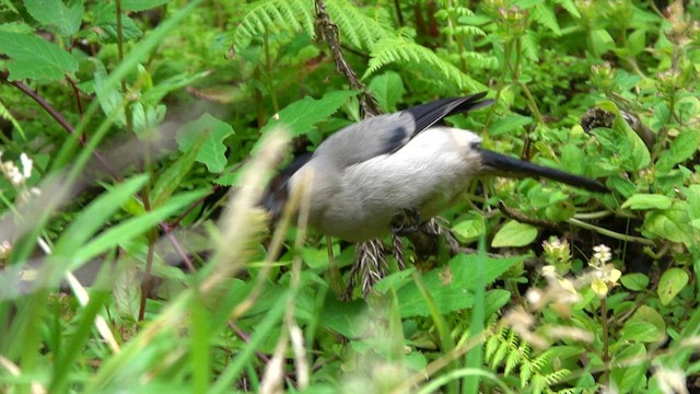 Azores Bullfinch - ML603740041