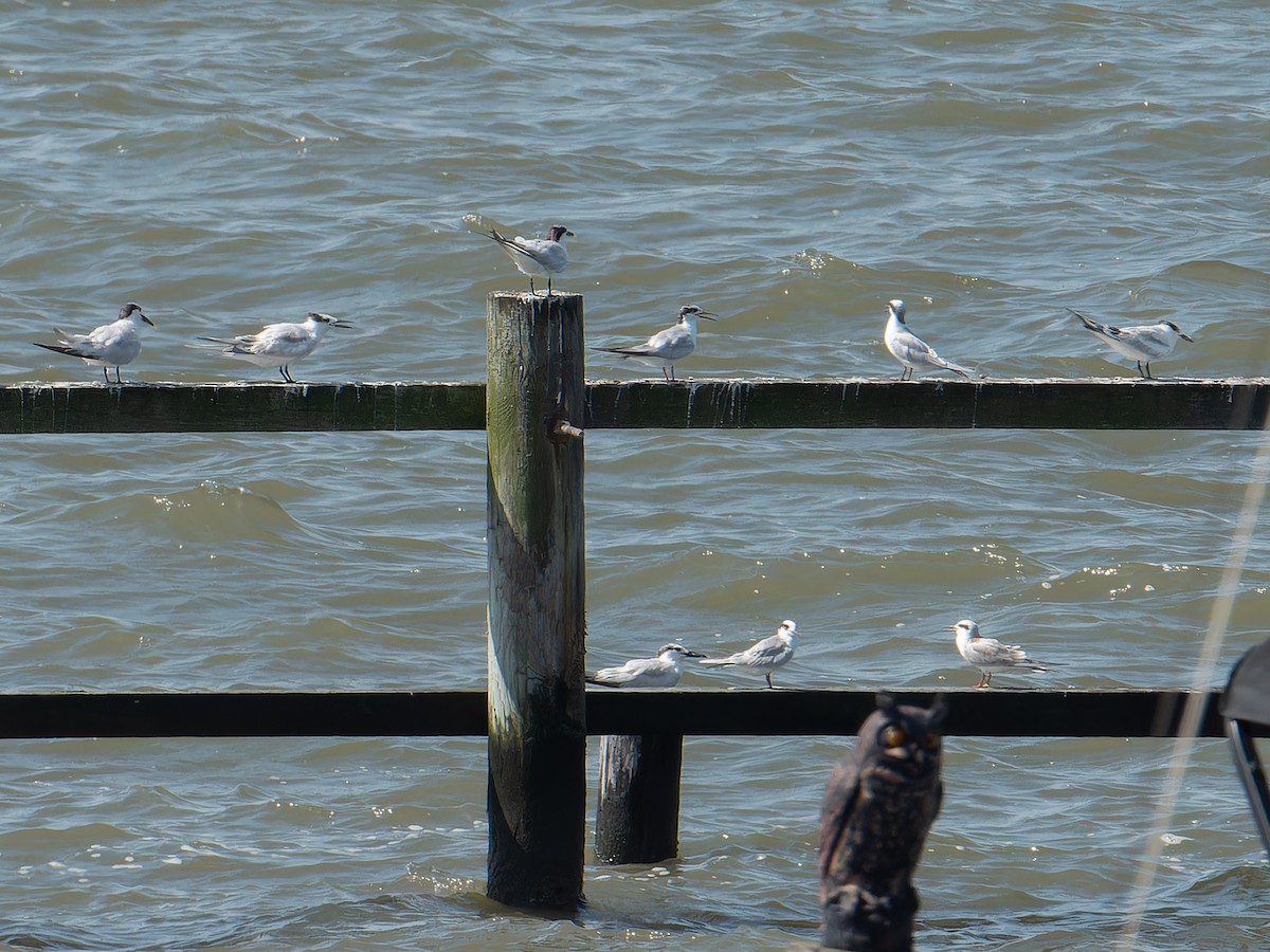 Sandwich Tern - ML603740161