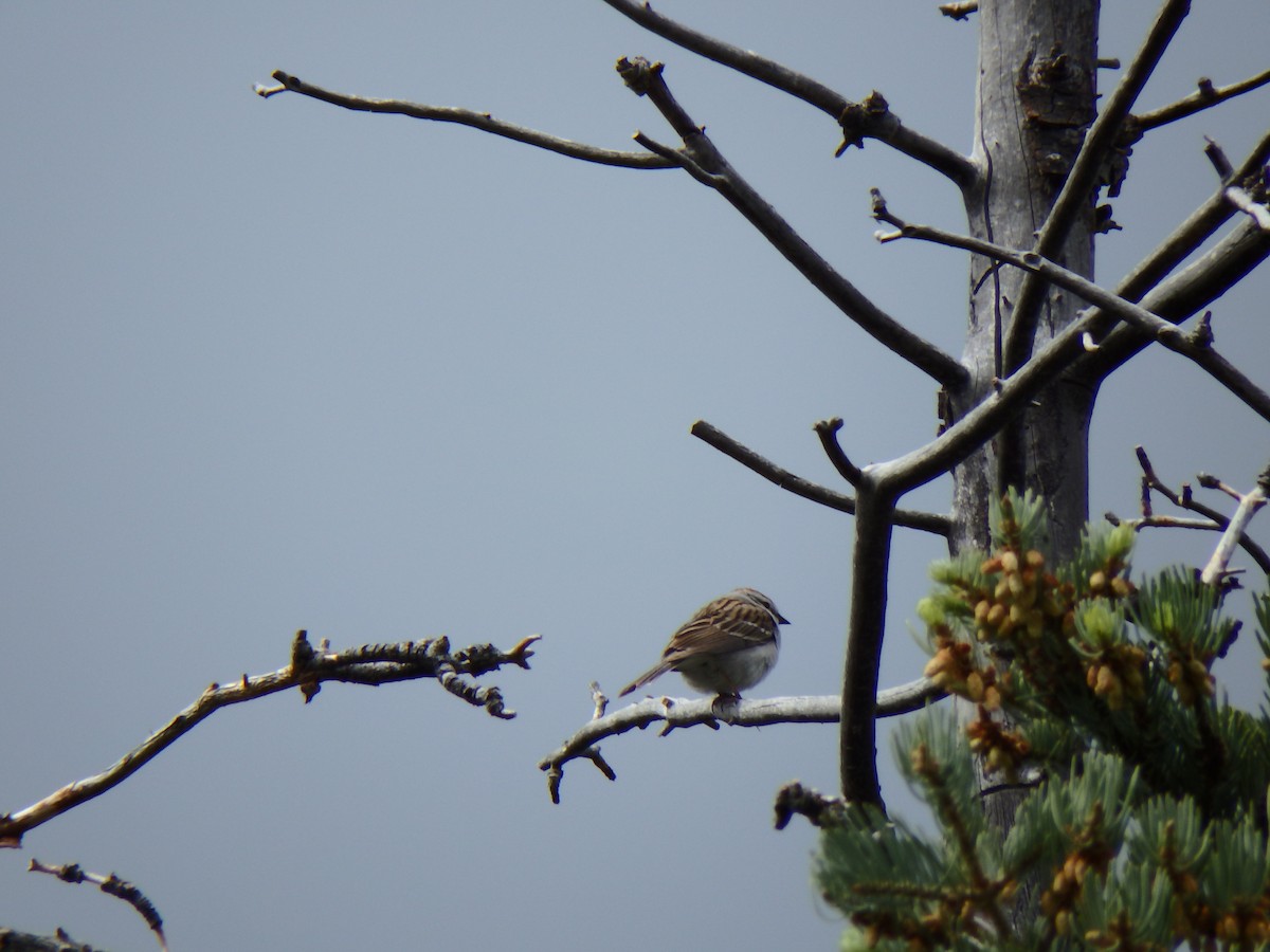 Chipping Sparrow - ML60374091