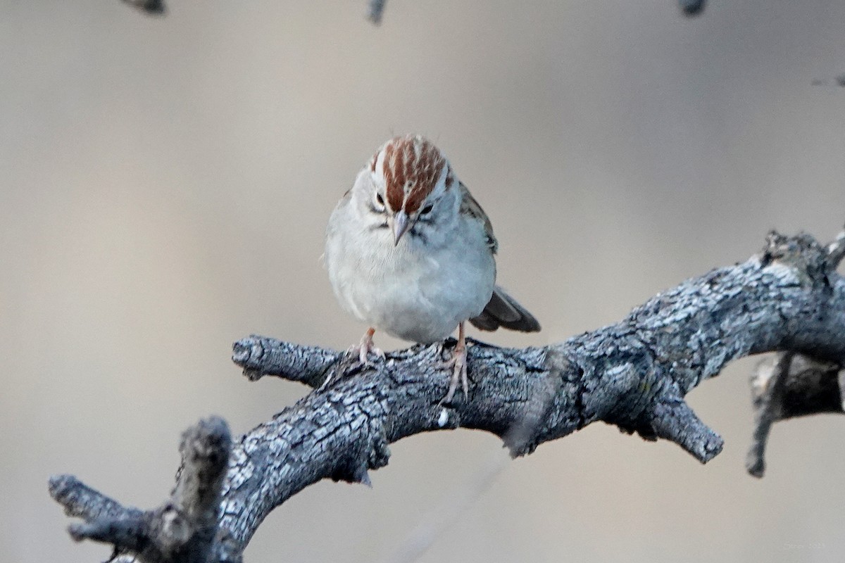 Rufous-winged Sparrow - Steve Neely