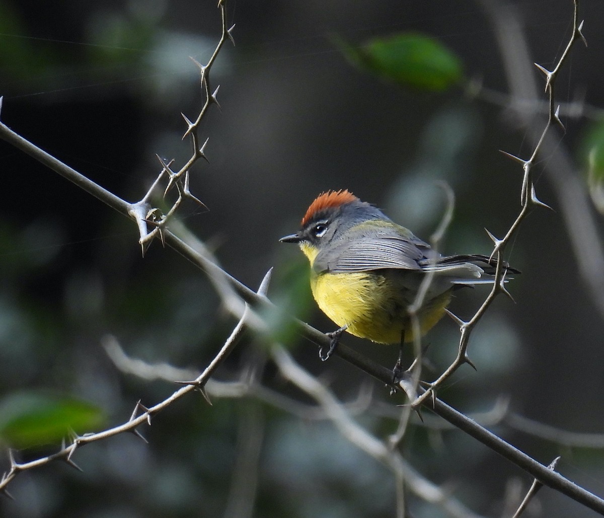 Brown-capped Redstart - ML603743001