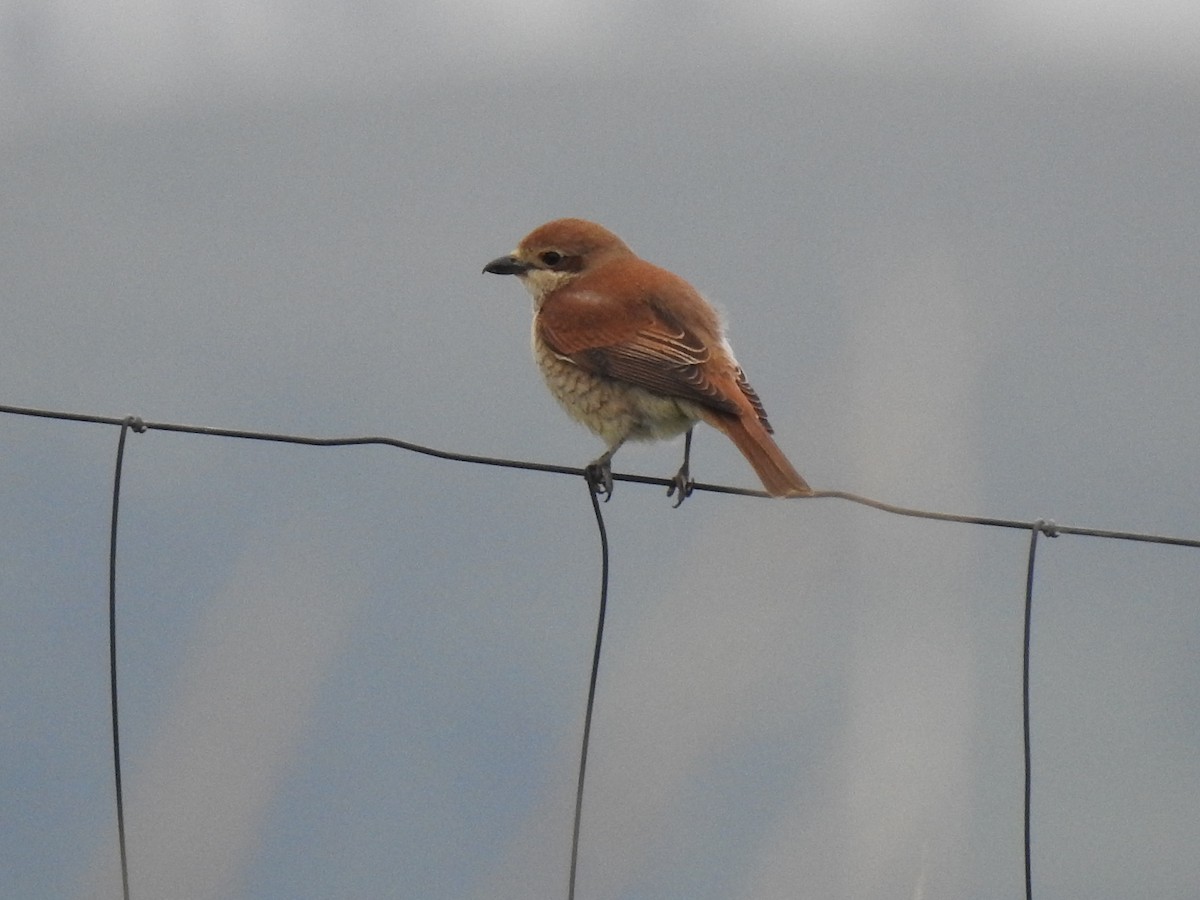 Red-backed Shrike - Eric Mozas Casamayor