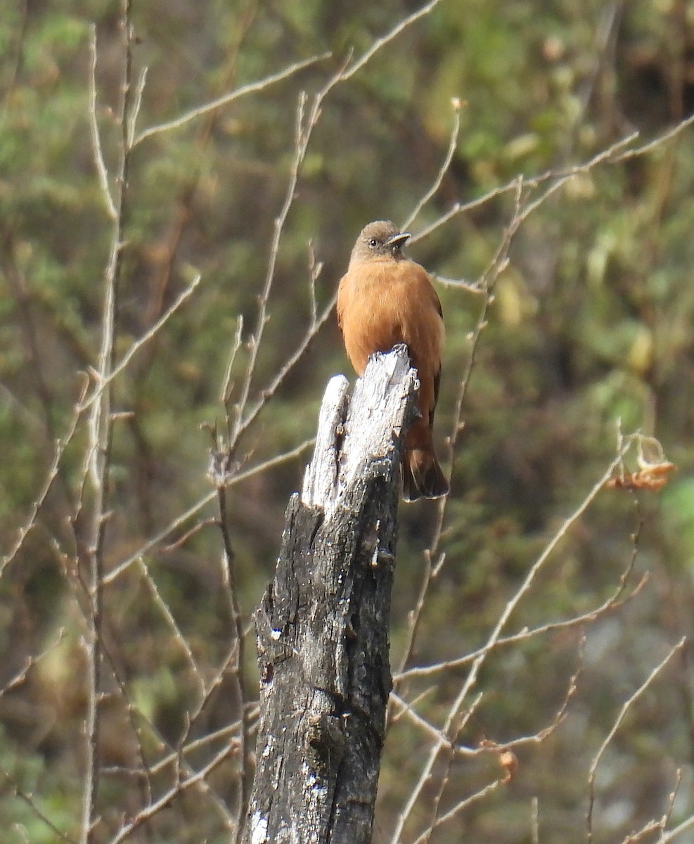 Cliff Flycatcher - ML603743351