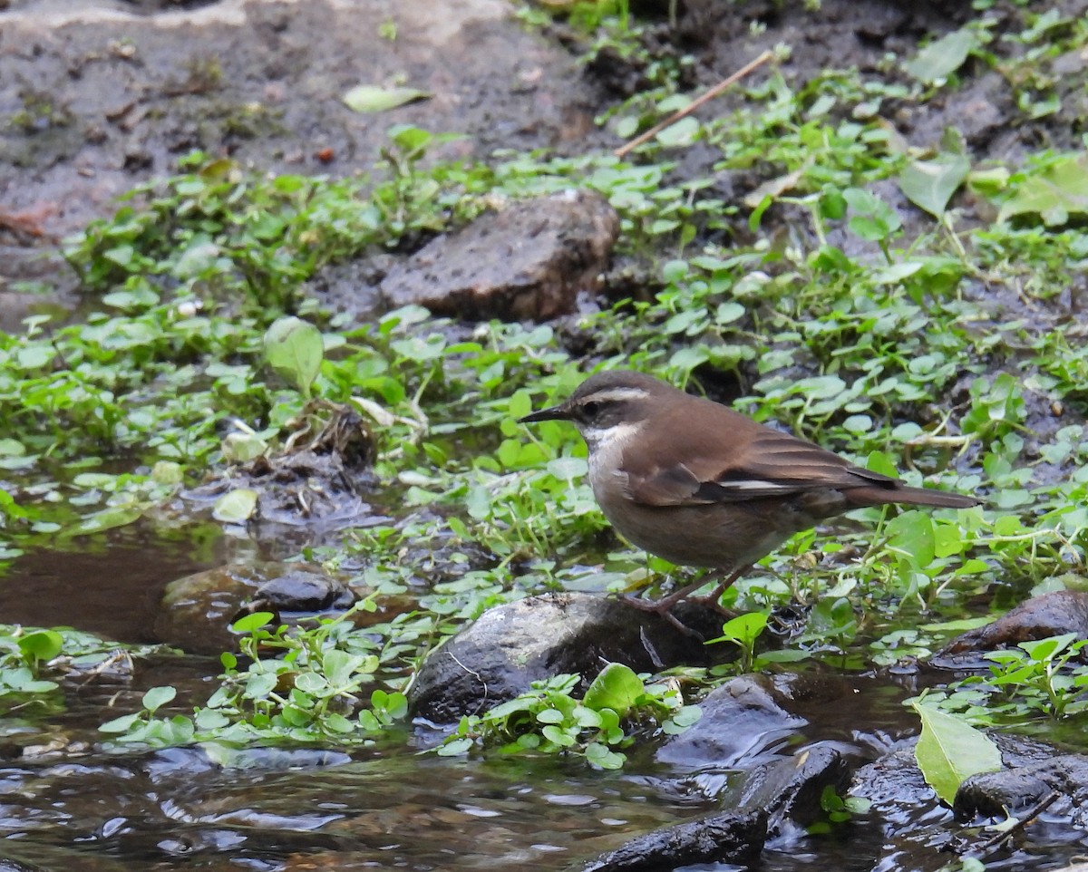 Cream-winged Cinclodes - ML603743721