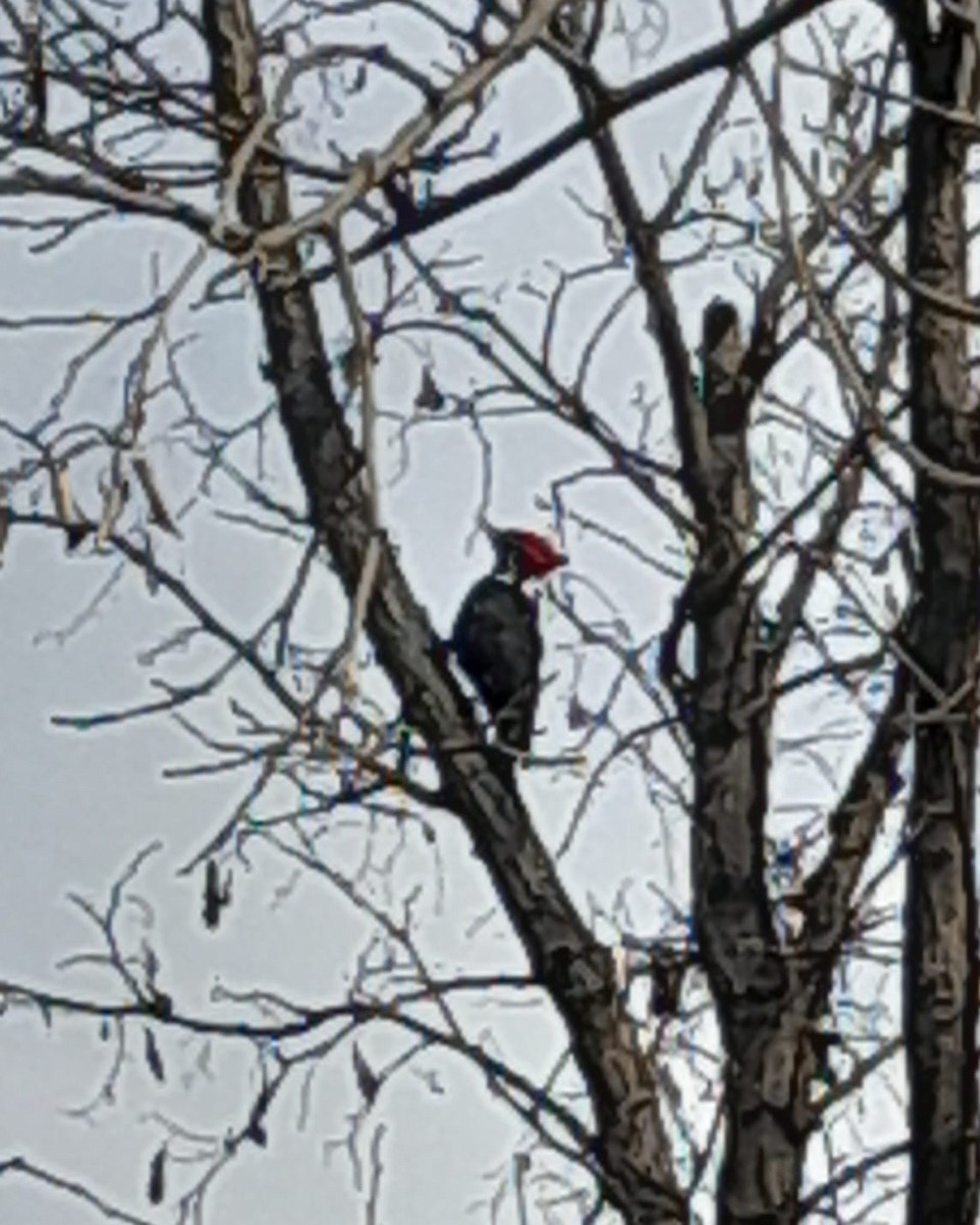 Black-bodied Woodpecker - ML603744721