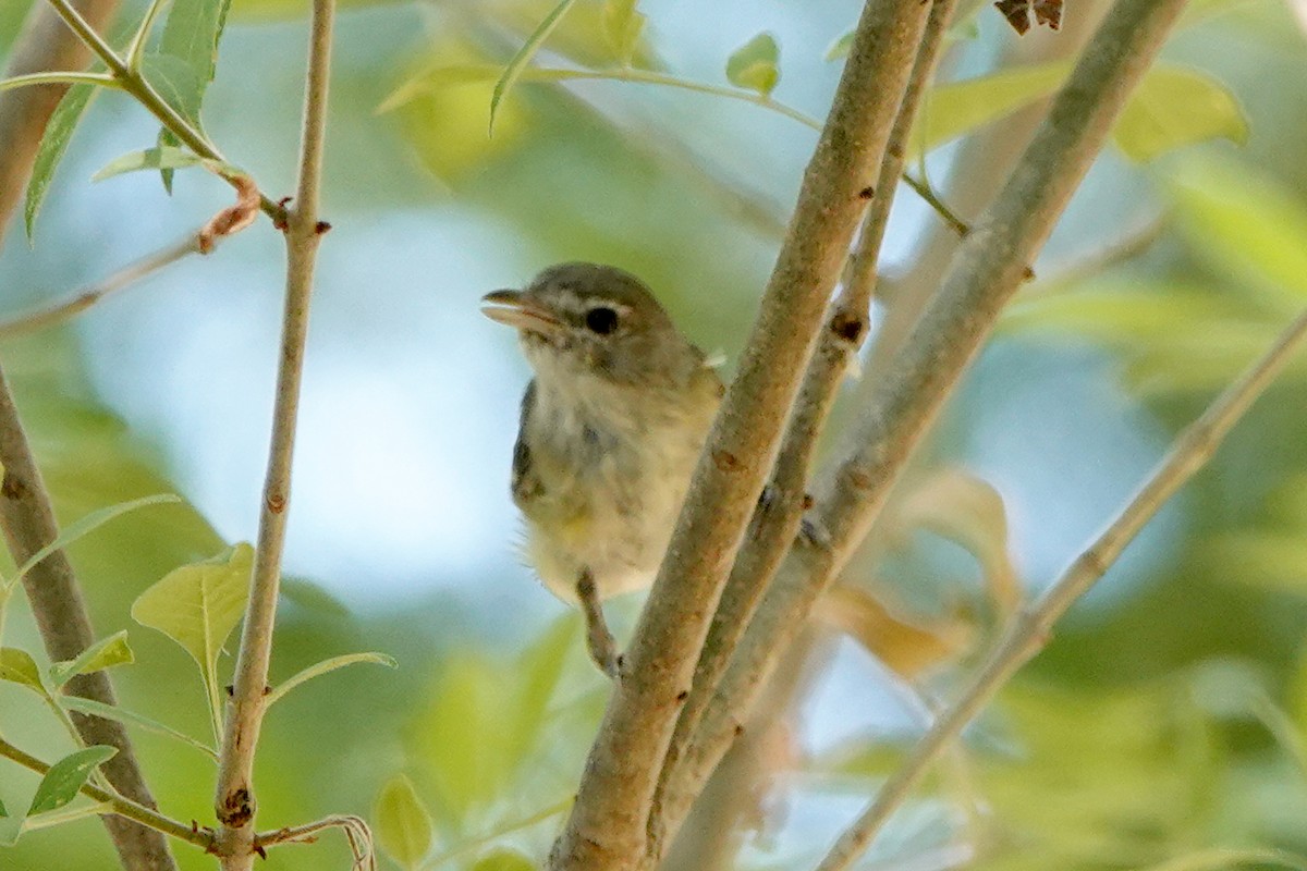 Bell's Vireo (Arizona) - ML603746181