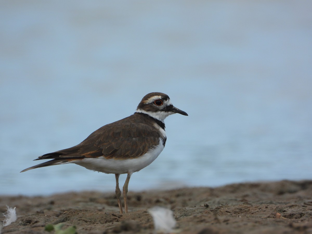 Killdeer - ML603747681