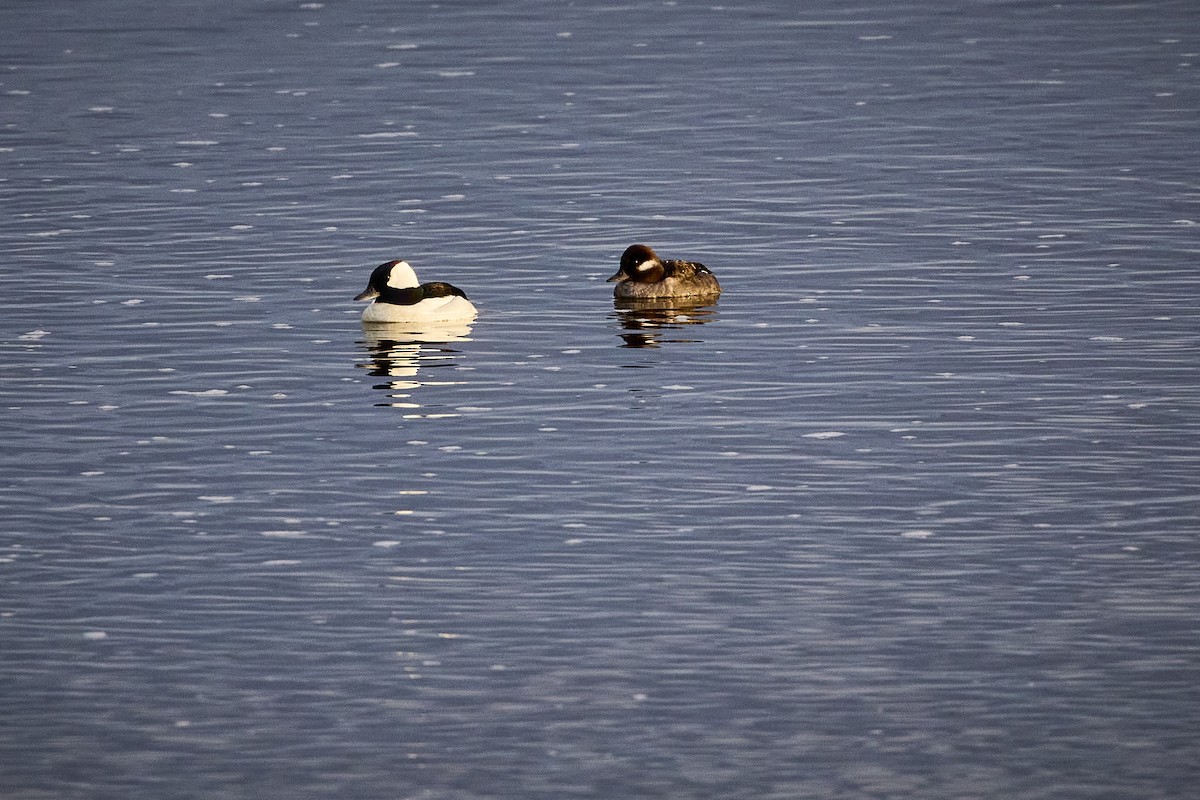 Bufflehead - Mark Stackhouse