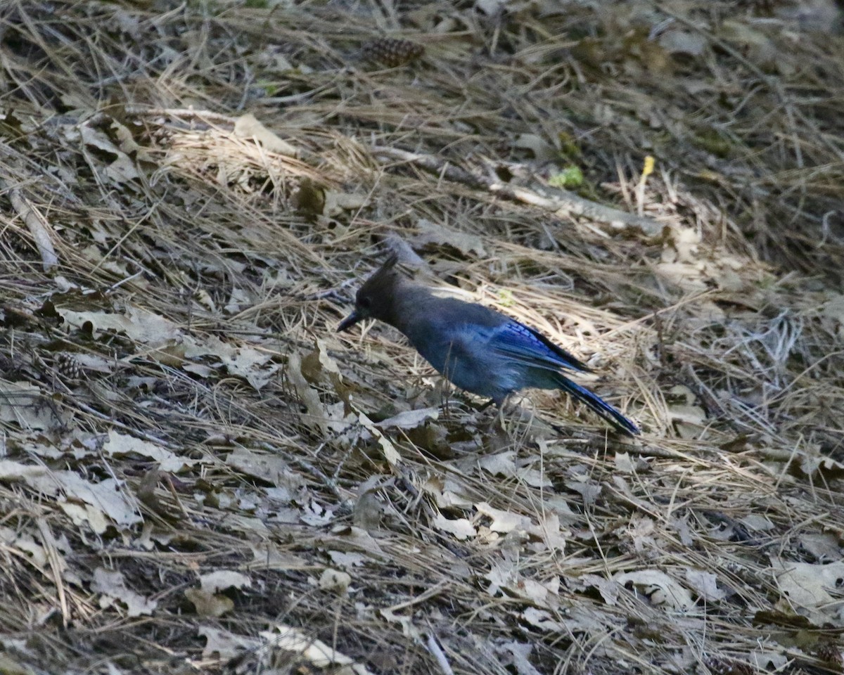 Steller's Jay - ML603748971