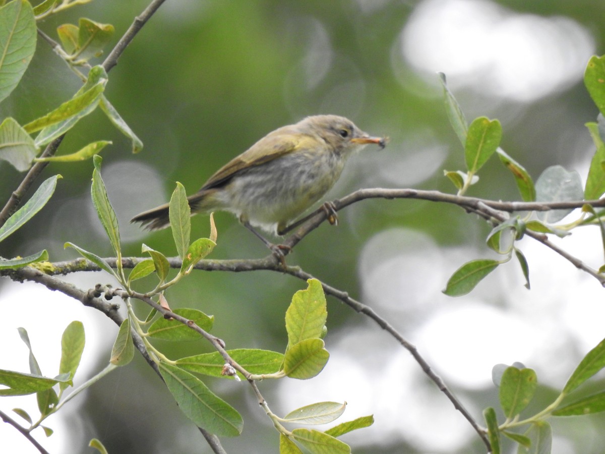 Mosquitero Ibérico - ML603749531