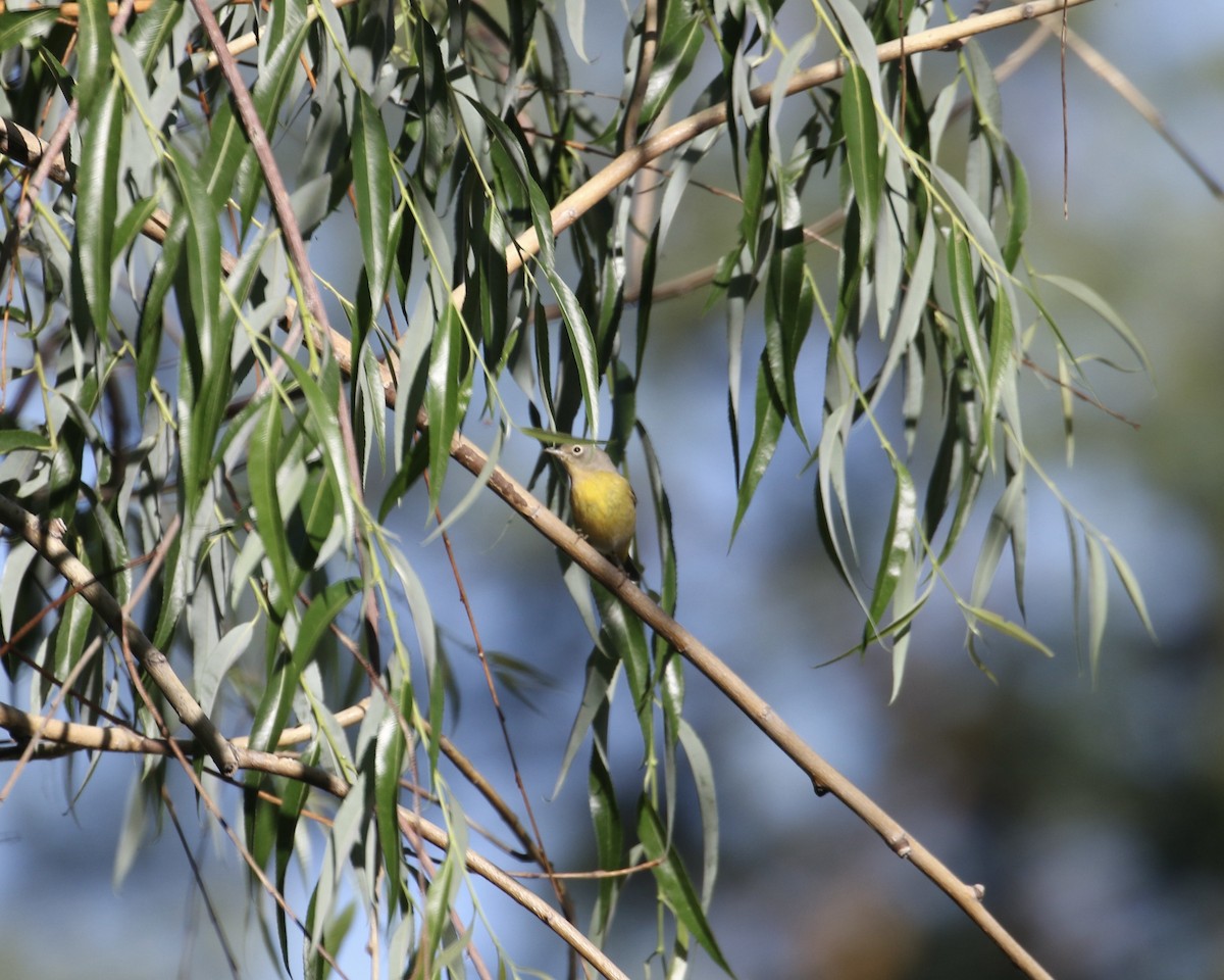 Nashville Warbler - Mickey Dyke