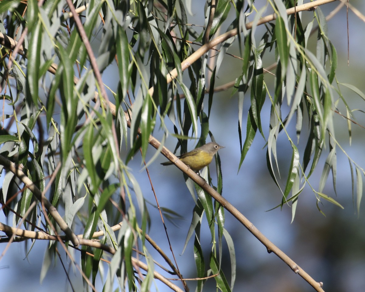 Nashville Warbler - Mickey Dyke