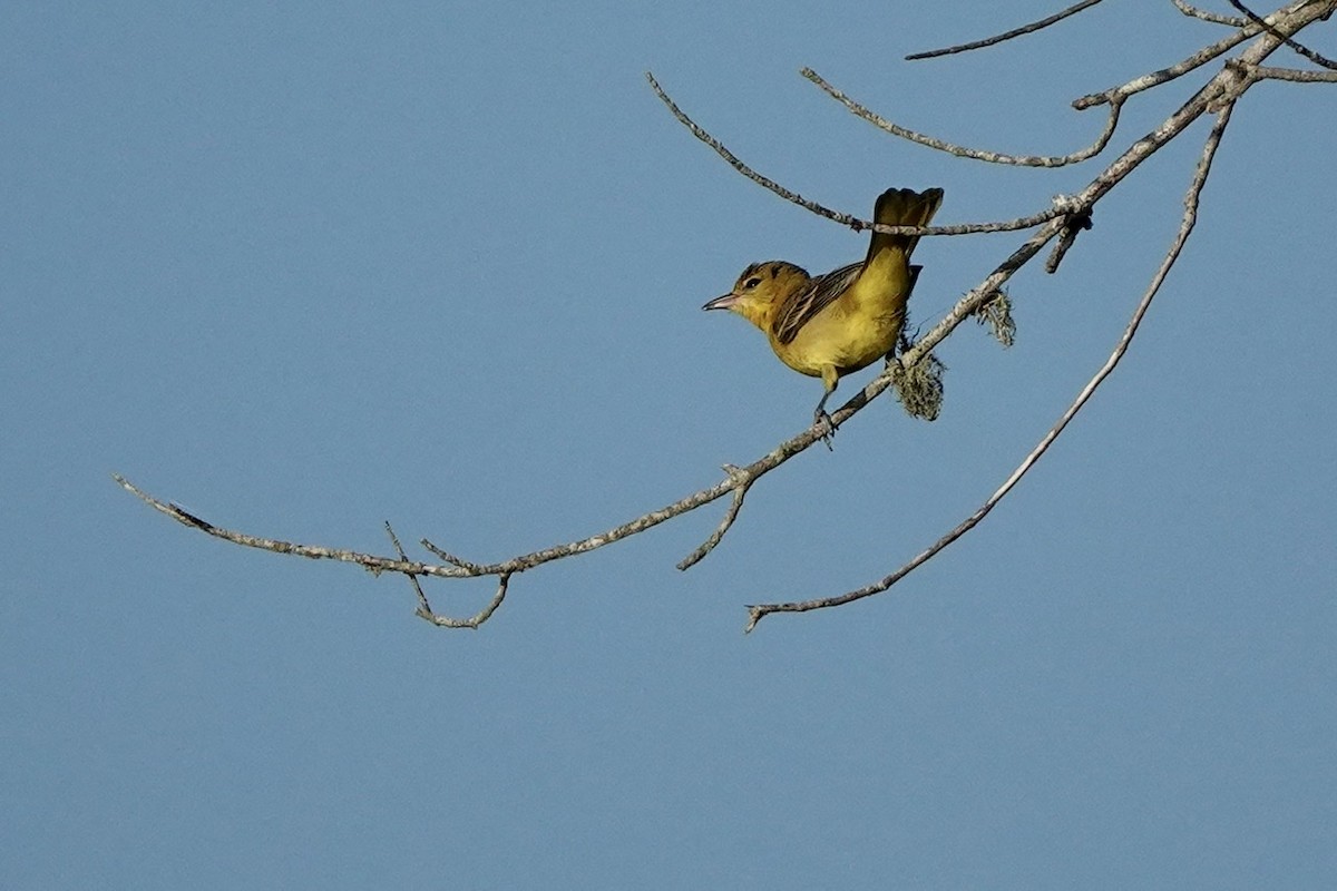 Orchard Oriole - ML603750411