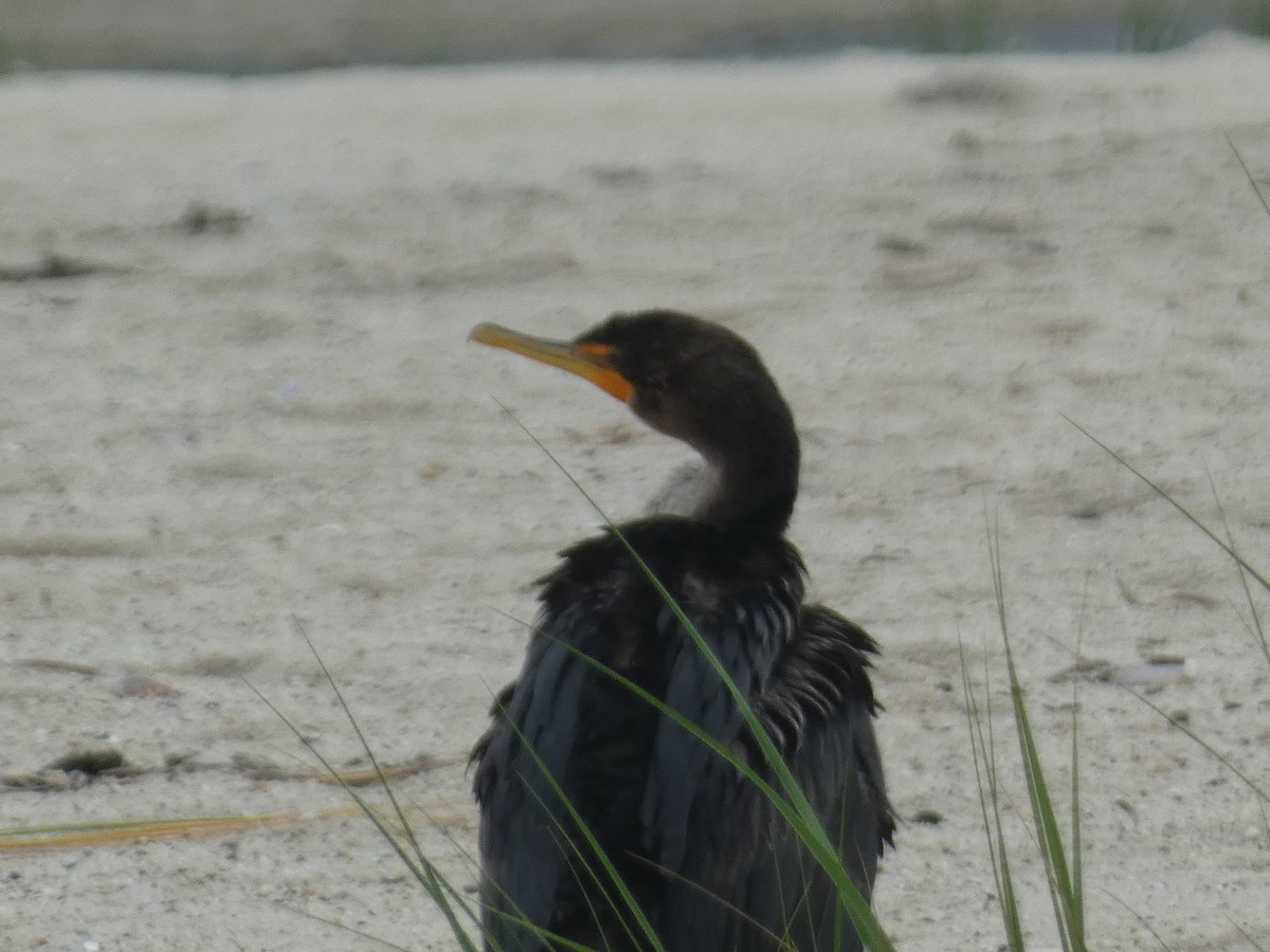 Cormoran à aigrettes - ML603750691