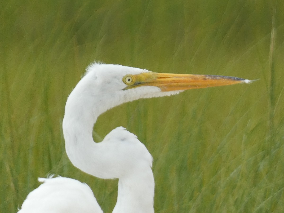 Great Egret - ML603750721