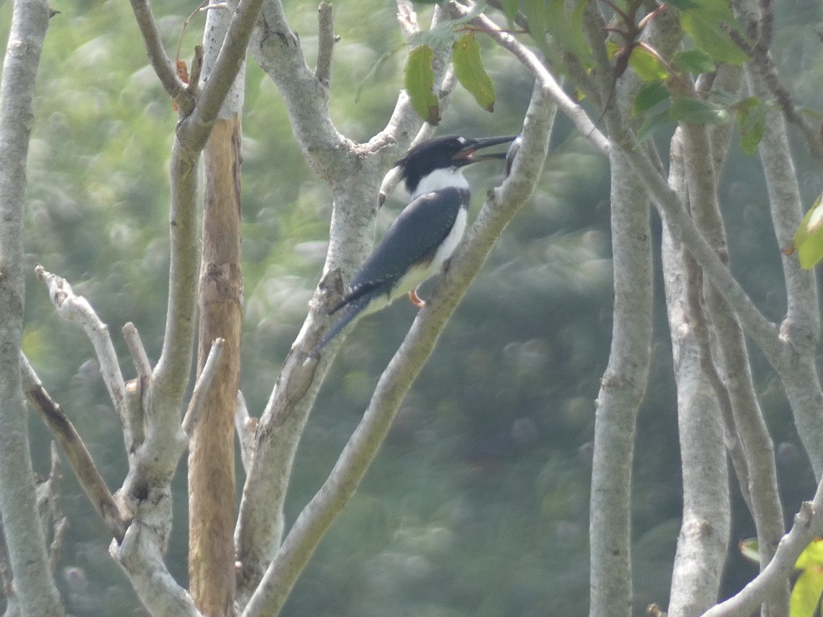 Belted Kingfisher - ML603750841