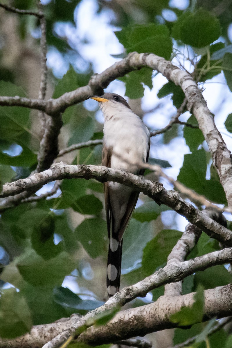 Yellow-billed Cuckoo - ML603750921