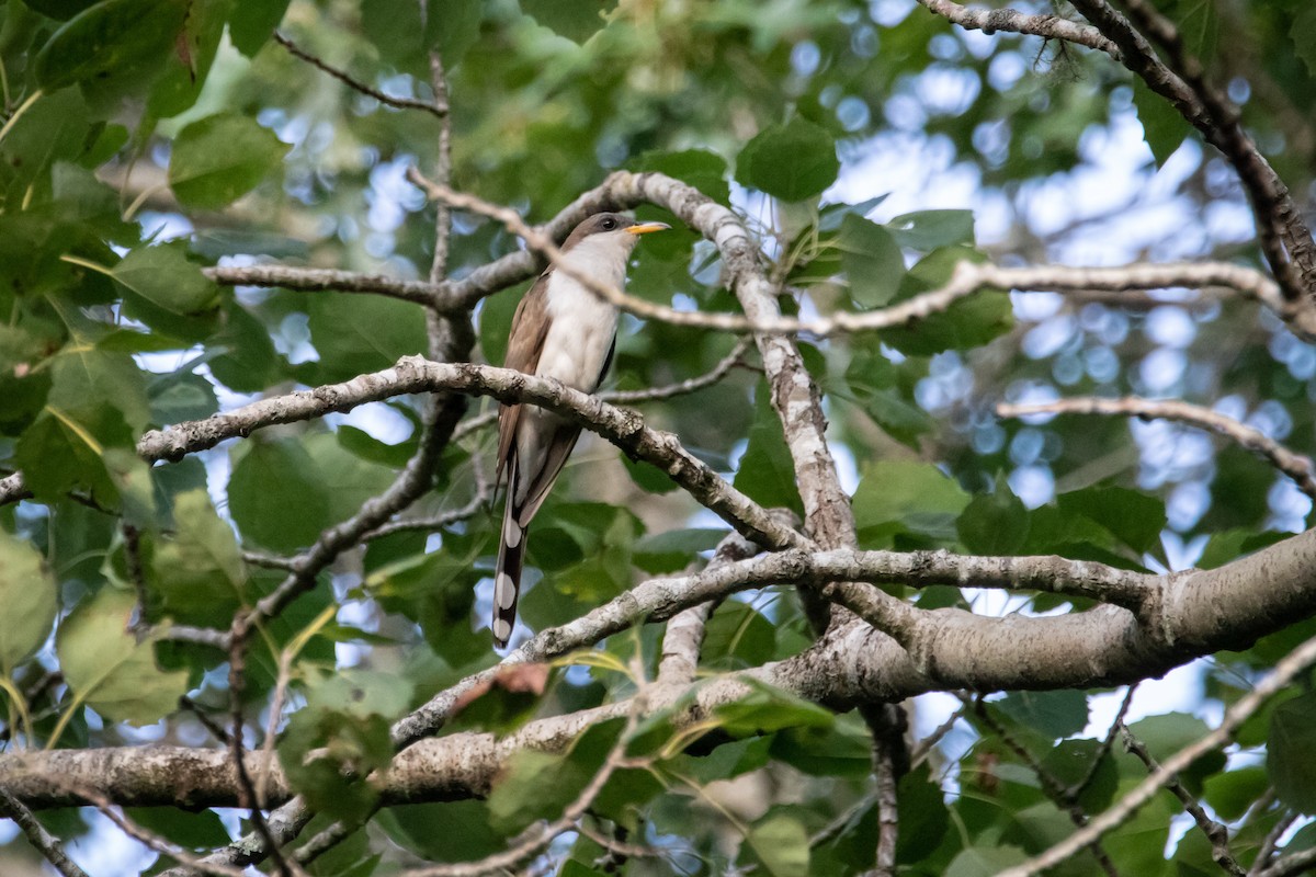 Yellow-billed Cuckoo - ML603750931