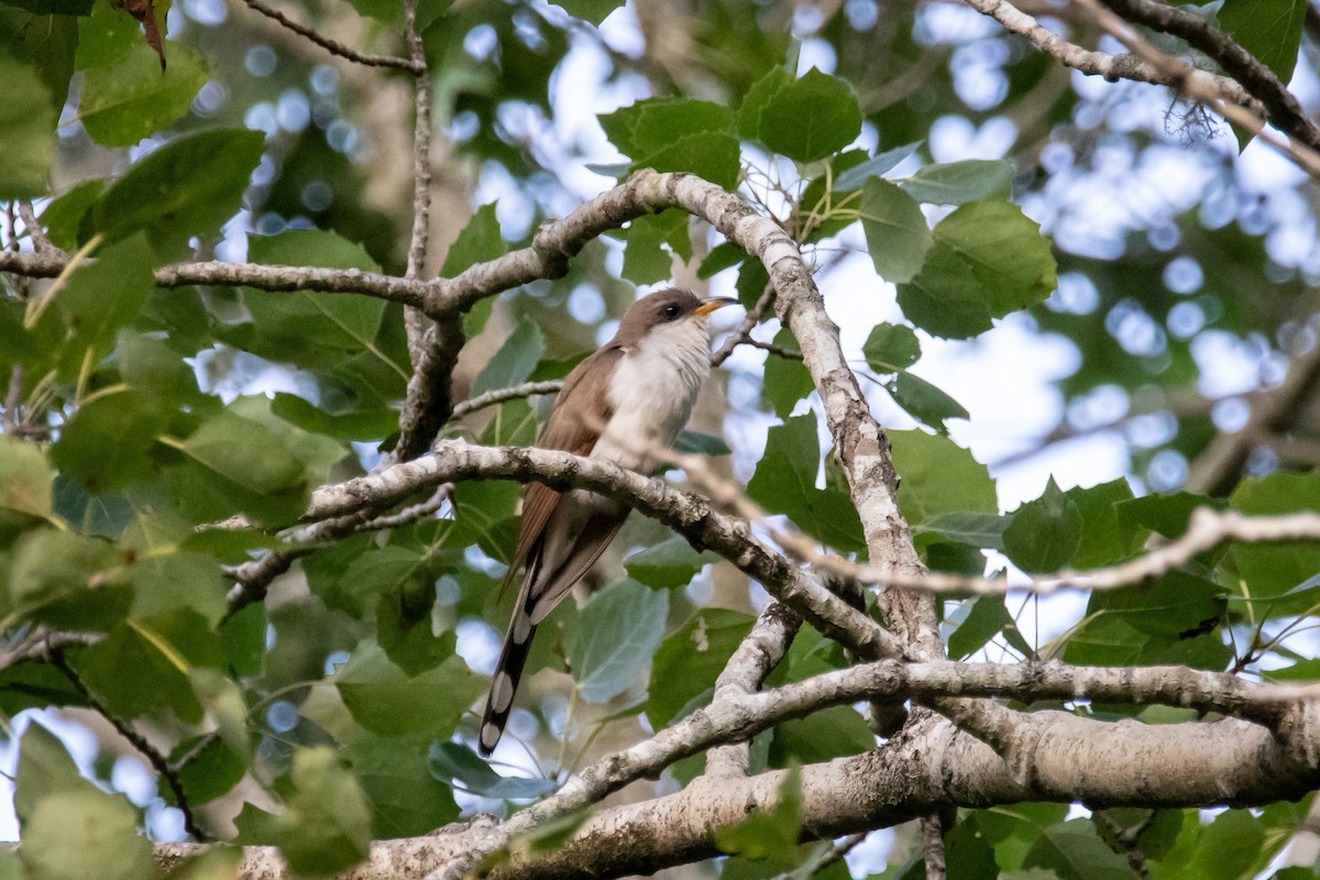 Yellow-billed Cuckoo - Leslie G