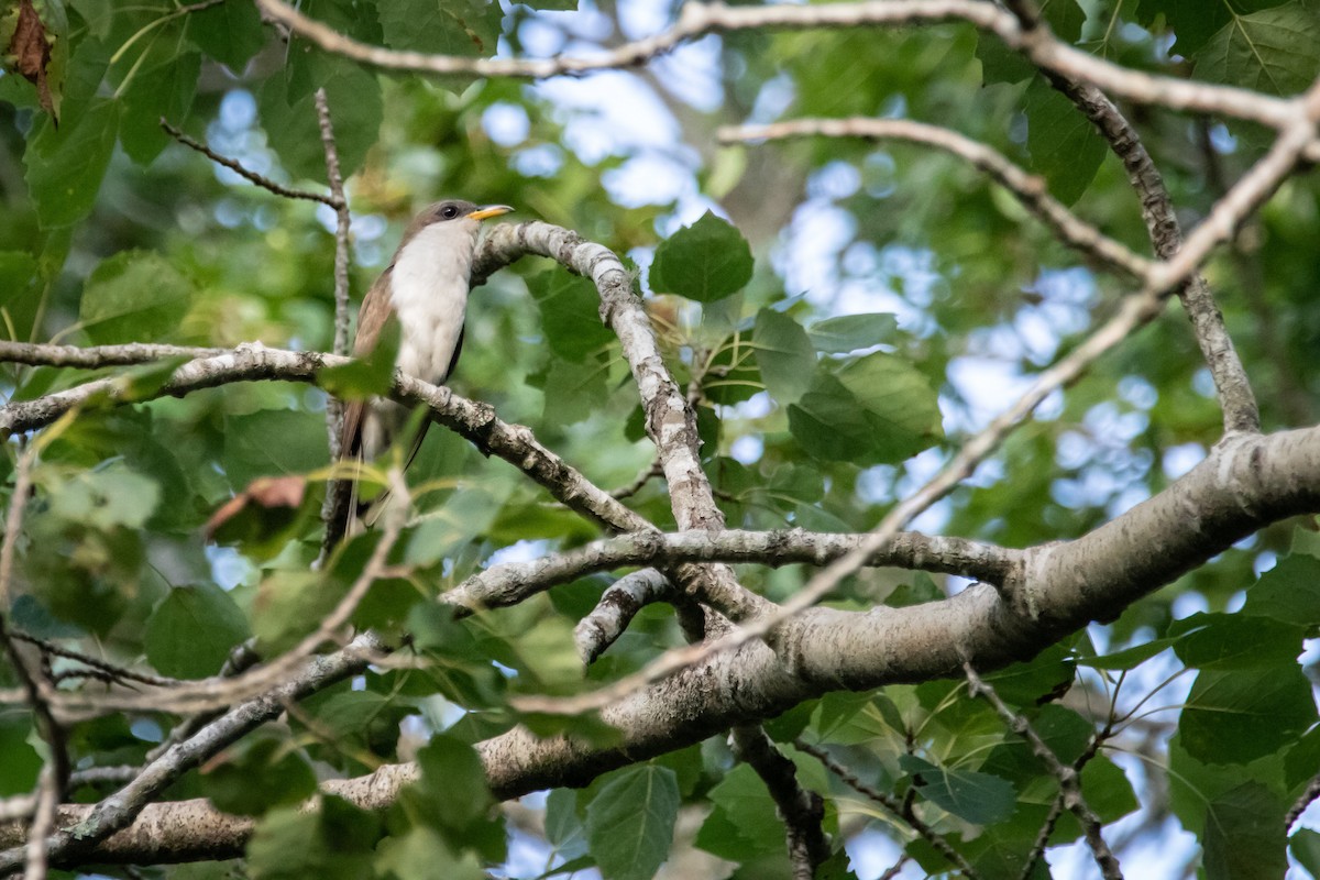 Yellow-billed Cuckoo - Leslie G