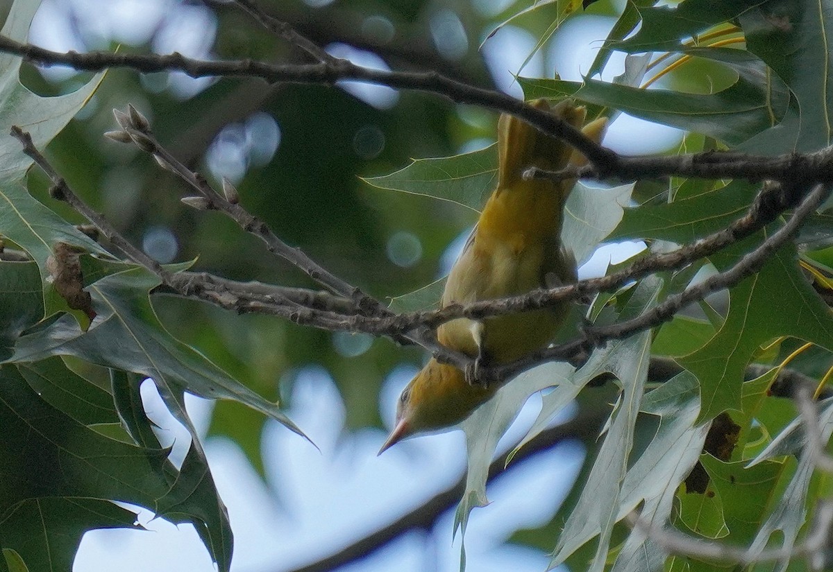 Baltimore Oriole - ML603751031