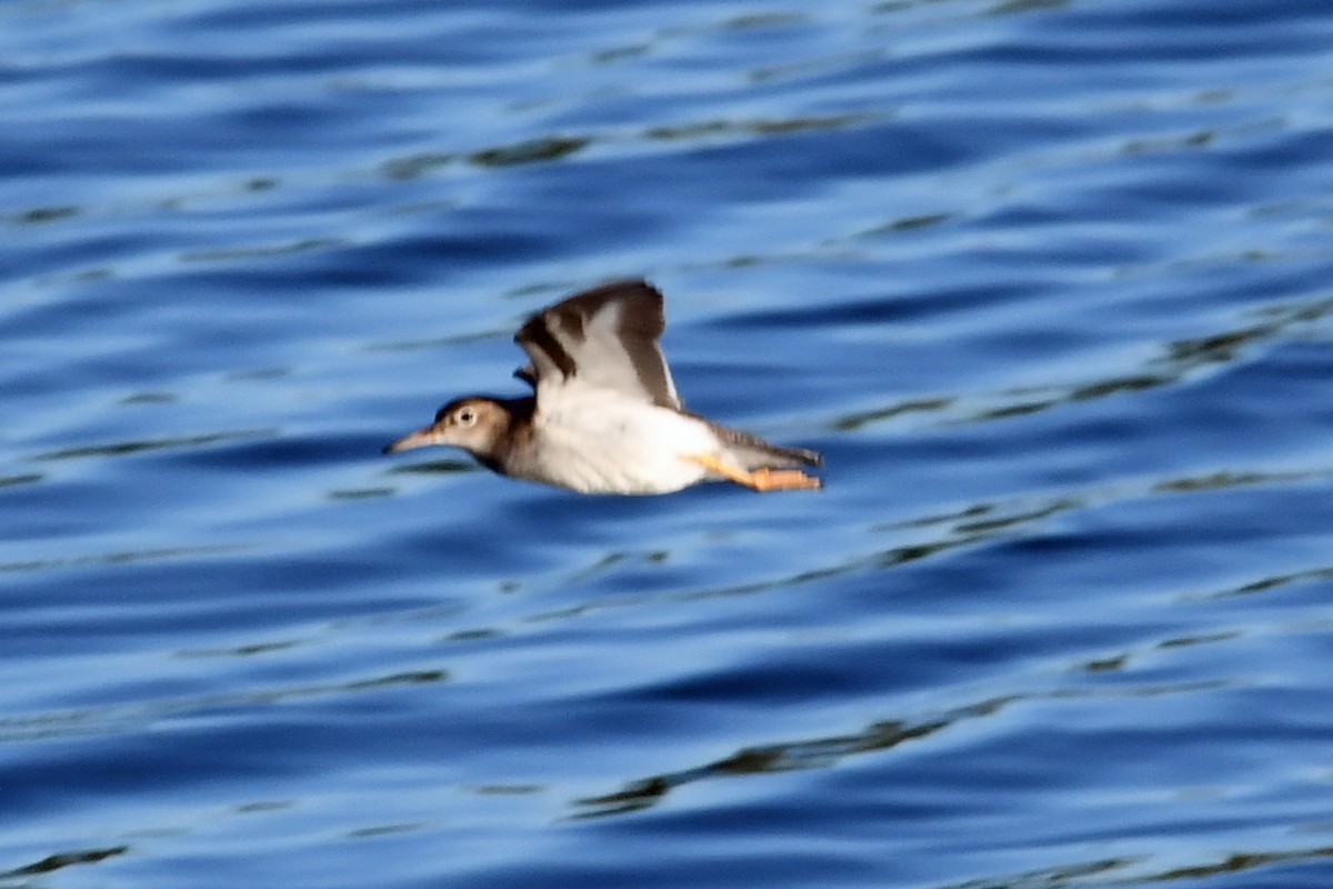 Spotted Sandpiper - ML603751591