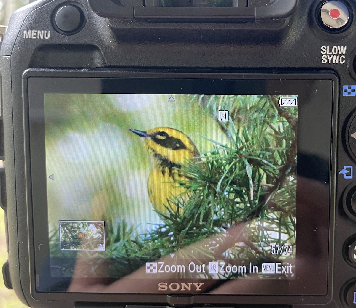 Townsend's Warbler - ML603752291