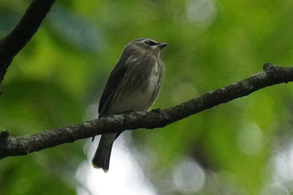 Cedar Waxwing - ML603752321