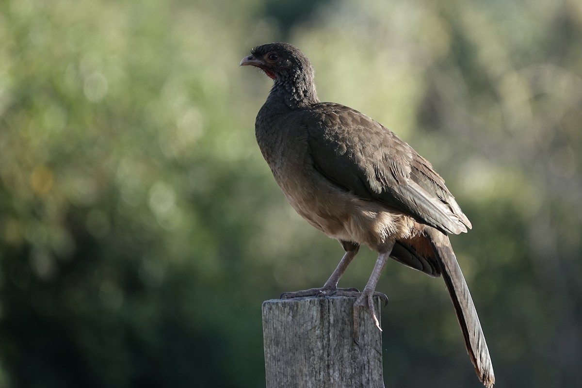 Chaco Chachalaca - ML603752621