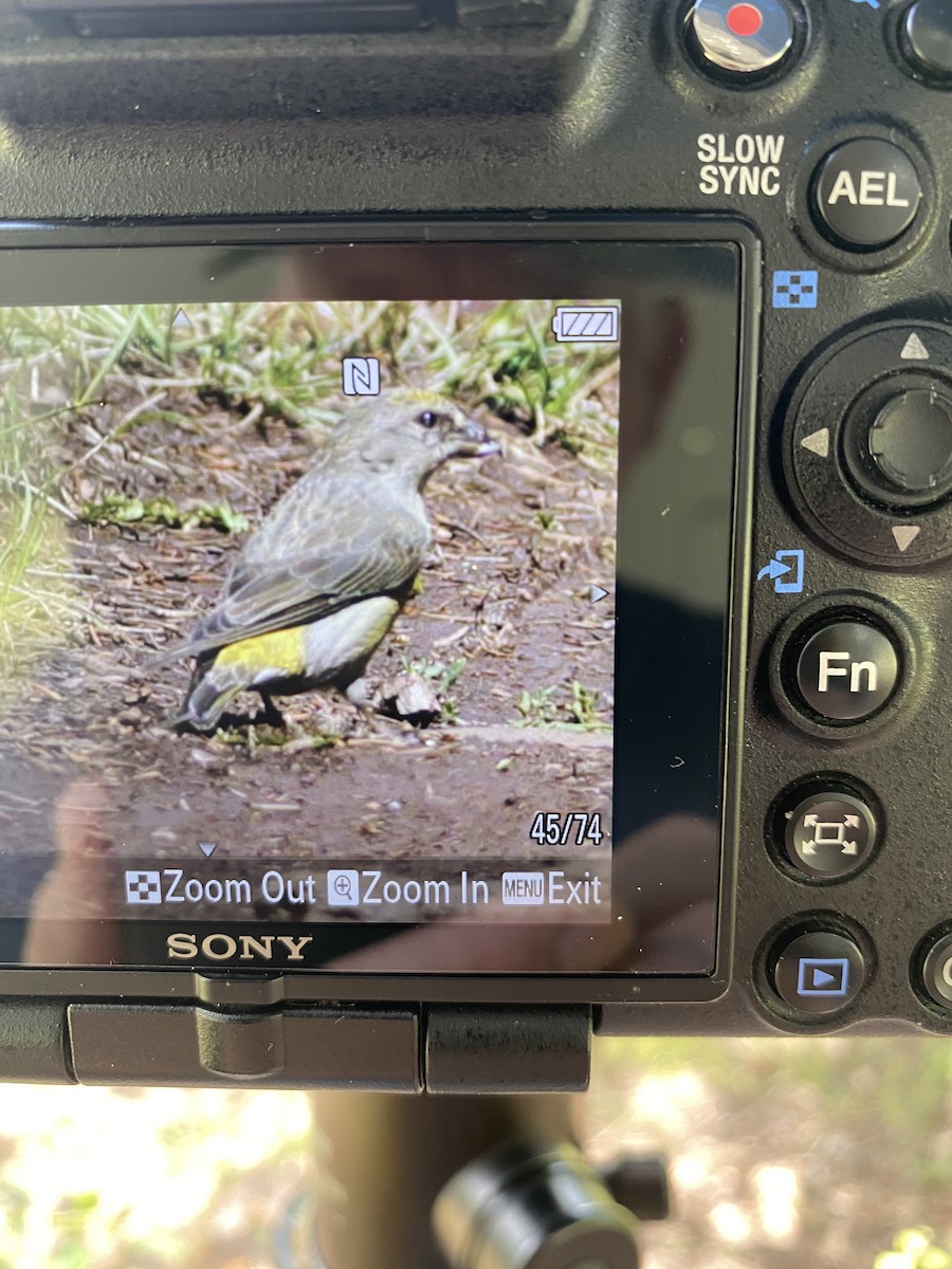 Red Crossbill - ML603752671