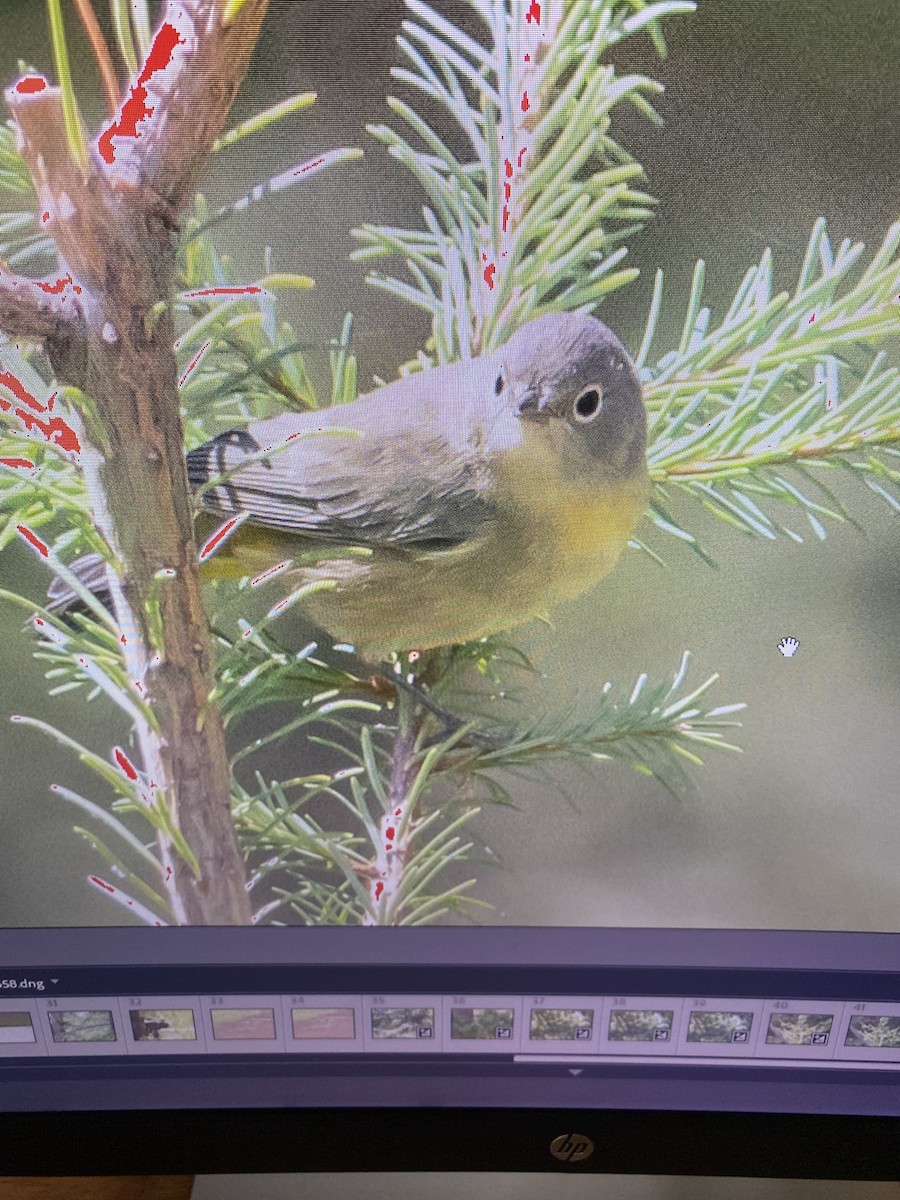 Virginia's Warbler - ML603752931