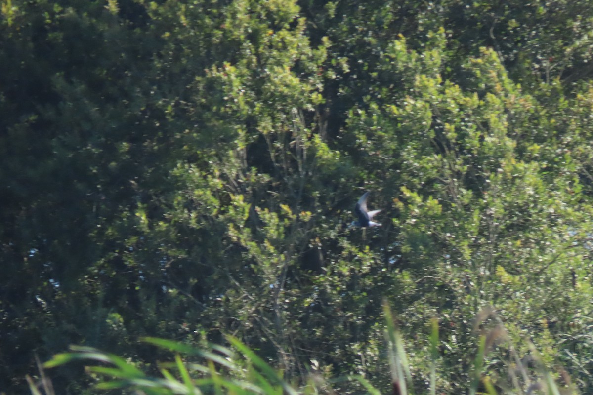 White-winged Tern - ML603753991