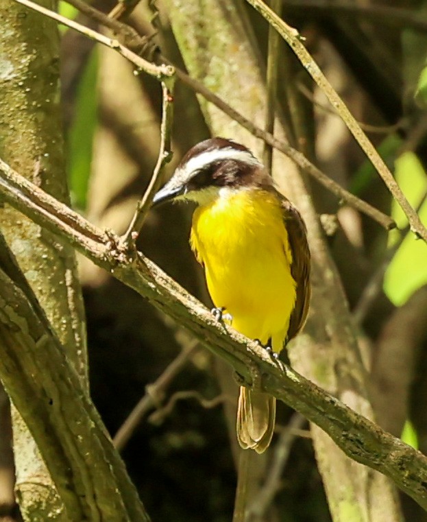 Lesser Kiskadee - Tom Driscoll