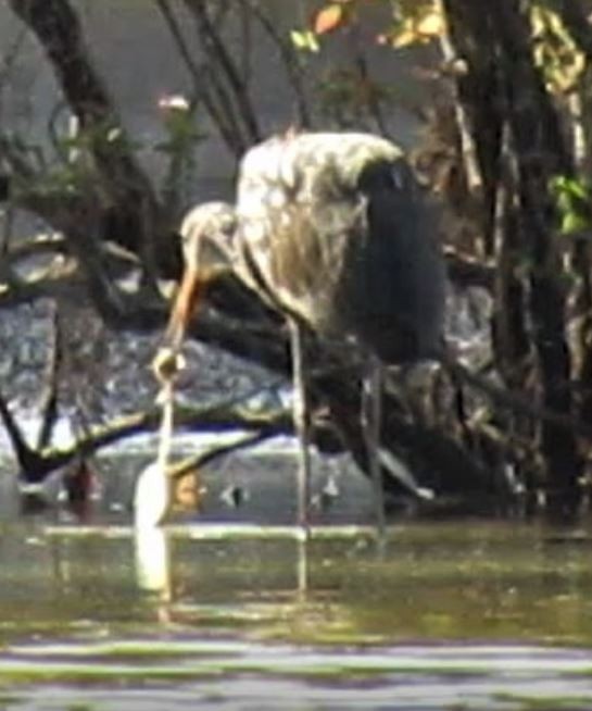 Limpkin - ML603754171