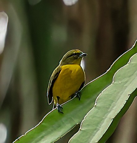 Velvet-fronted Euphonia - Tom Driscoll