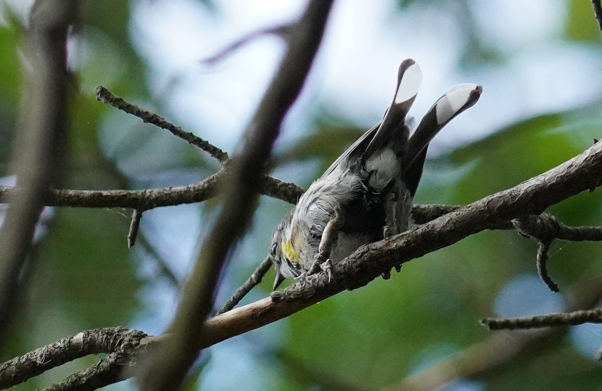 Yellow-rumped Warbler (Myrtle) - ML603754641
