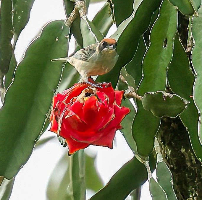 Scrub Tanager - Tom Driscoll