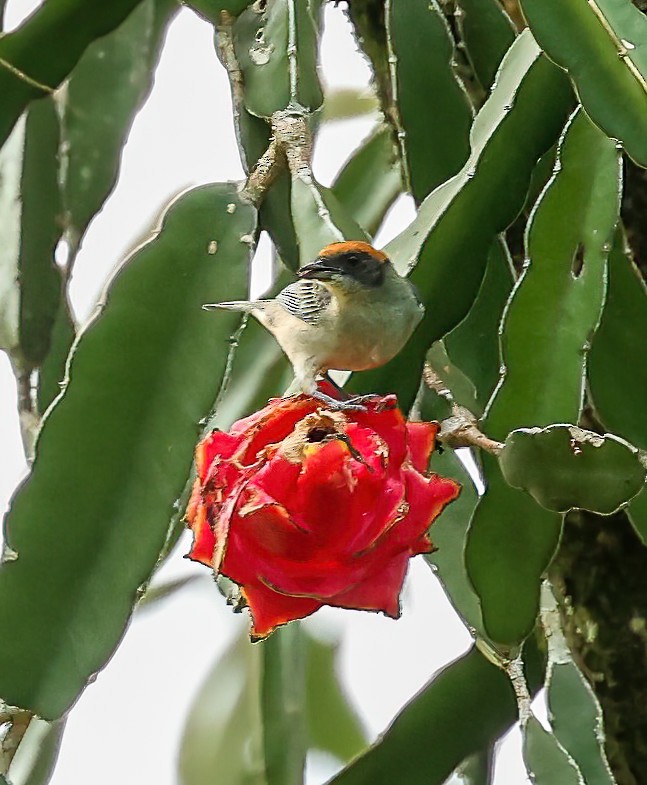 Scrub Tanager - Tom Driscoll